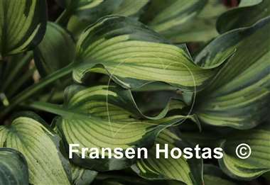 Hosta Teacher's Pride